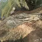 سعف نخيل أخضر طيب