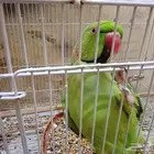 جوز دره الذكر متكلم
