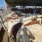 طليان سواكني مرباه جميع الاحجام ويوجد خدمة ذبح وتوصيل للباب