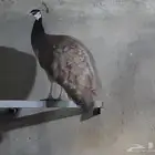 صبيا