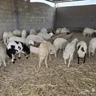 ذبائح العيد وصلت..العدد محدود