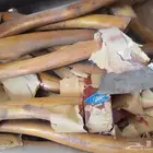 فاس جديد نصاب خشب جديد رحلات مكشات حلال عزبة بر