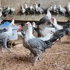 دجاج فيومي بياض