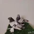 حمام صفاقي مسكي (( تم البيع))