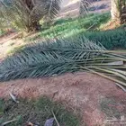 سعف نخيل أخضر طيب