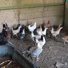 دجاج بلدي بيض العمر سنه الصحه شرط والحمدلله