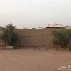 شجرتين زيتون.