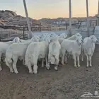 للبيع اضاحي حريات جبرة
