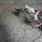 ديوك عربي جاهزين العمر8 اشهر