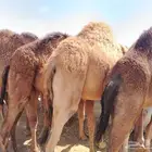 حشوان بلدي فواخر