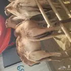 قعدان ونعيمى وسواكنى وبربرى وتيوس