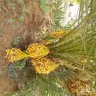 نخل لبيع القصيم