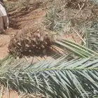 يوجد لدينا جميع النواع النخيل العربي