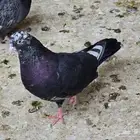 جوز قطايف الخرج