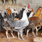دجاج كبار بشاير بشقراء