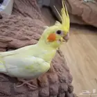 كروان أليف