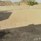 للأجار