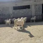 نعاج عدد 11 معها بهم 4 اشهر اسبانيات   للتهجين مع الصردي