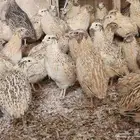 سمان للذبح أو لأهل الطيور