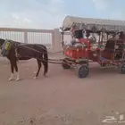 حنطور معا حصان مكتمل للبيع