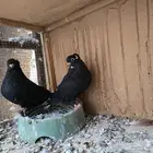 حمام قنادي الخرج