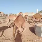 حشوان بلدي مغلقة