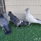 نسيم الليل بفروخهم