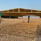 مضل ة غنم وإبل   تصميم هرمي