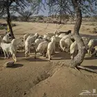 للبيع سواكن بيض تربية بر