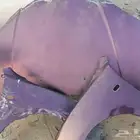 جده مكه القنفذه