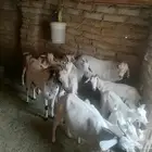 غنم للبيع العدد تقريبا  13 رأس الموقع أضم