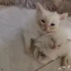 قطط للبيع صحتها ممتازه بس عيونها عشان الحليب