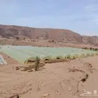 مزرعة للتقبيل