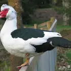 مطلوب اناث بط مسكوفي