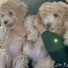 زوج كلاب ليتل بودل (ذكر و انثى) بعمر 7 شهور