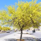 بذور البركنسونيا