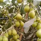شتلات كنار سدر كمثري