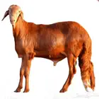 سواكني حمري جملة