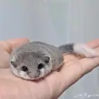 السنجاب القزم