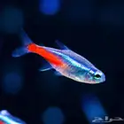 سمك النيون تيترا