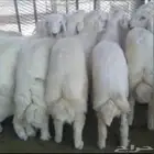 للبيع طليان حريه نظيفه شرط وسمان