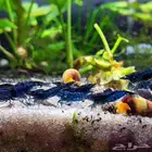 روبيان شريمب بلو دريم أحواض سمك عذبة blue cherry dream