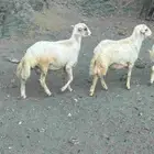 ذبايح خرفان تقسيط على تابي