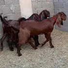 جفار دهم جم كفو طقم