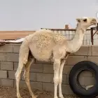 البيع