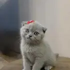 قطة سكوتش فولد (ليلك) بيور