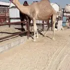 القحه شكل وسلاله للبيع هجن