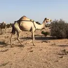 ذلول هجن