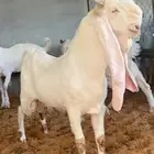 تيس مطور فاخر