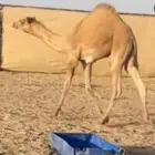 قعود فطيم هجن